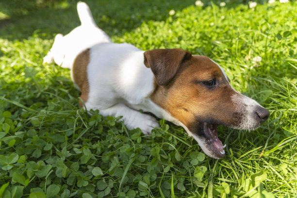 阳光明媚的日子，在清新的春草里，快乐活泼的小狗。杰克罗素梗和春天。图片下载