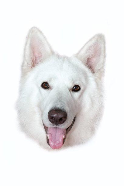 特写画像美丽的白色瑞士牧羊犬。图片下载