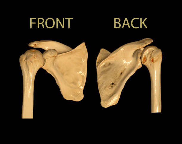 3 d CT的肩膀图片下载