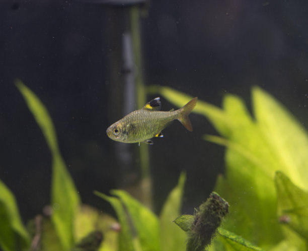 一条不知名的小鱼图片下载