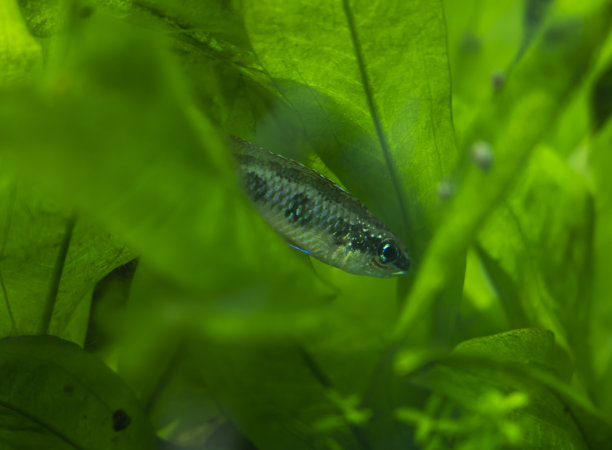 藏在水生植物中的小鱼。图片下载
