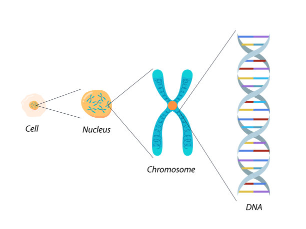 细胞、染色体与DNA的结构。分子生物学图片下载