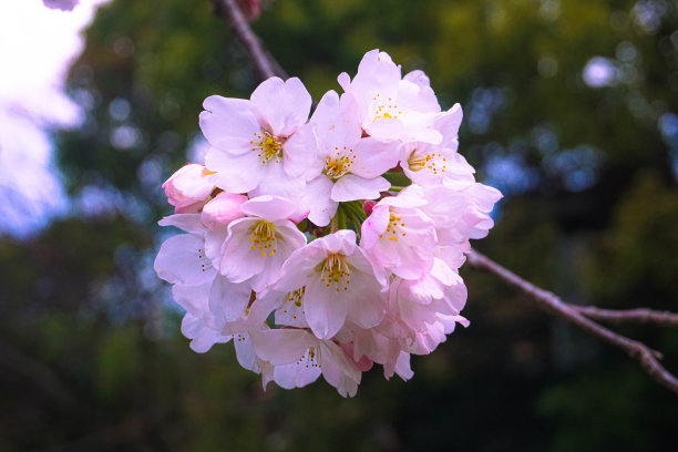 粉红色樱花特写图片下载