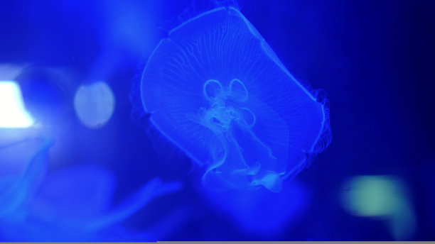 特写，美丽的蓝色水母，在黑暗中。它们慢慢地移动，优雅地漂浮在水中。在水族馆中活动的水母，在运动中创造美丽的效果图片下载