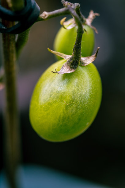 有机番茄在成熟过程中。图片下载