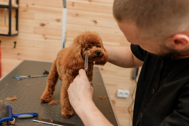 专业男美容师在美容沙龙用专业设备为贵宾茶杯犬理发图片下载