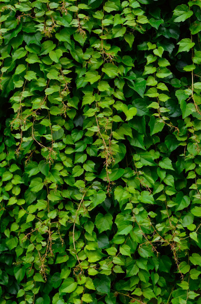 卷曲的树枝和常春藤的叶子的纹理图片下载