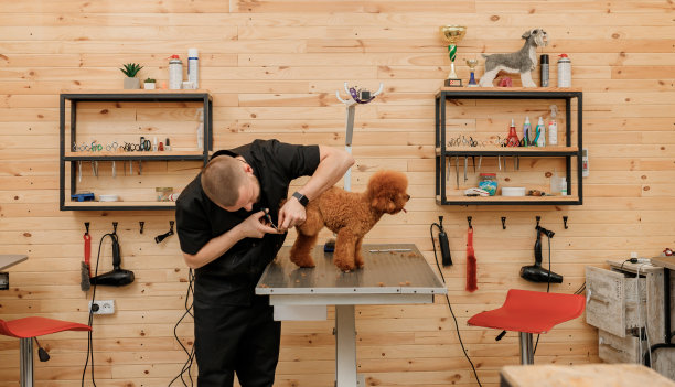 专业男美容师在美容沙龙用专业设备为贵宾茶杯犬理发图片下载