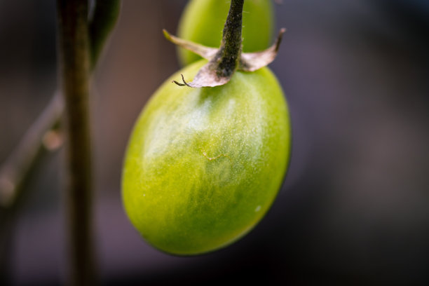 有机番茄在成熟过程中。图片下载