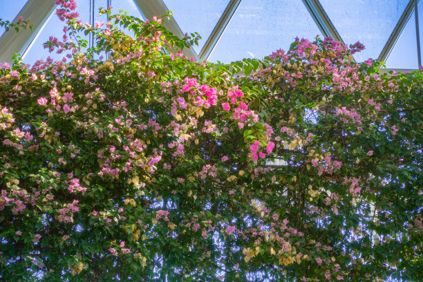 温室里的花朵图片下载