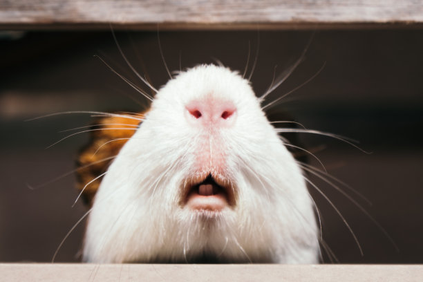 天竺鼠窥视的画面图片下载