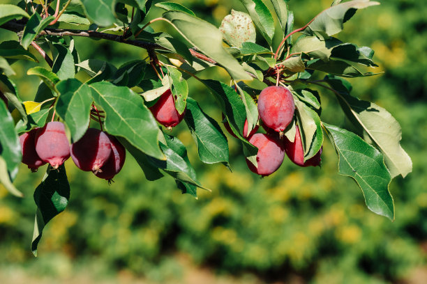 一些成熟的红苹果挂在夏日花园的早午餐上的特写照片图片下载