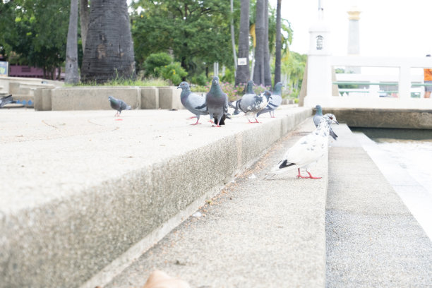一群鸽子走在小路上。图片下载