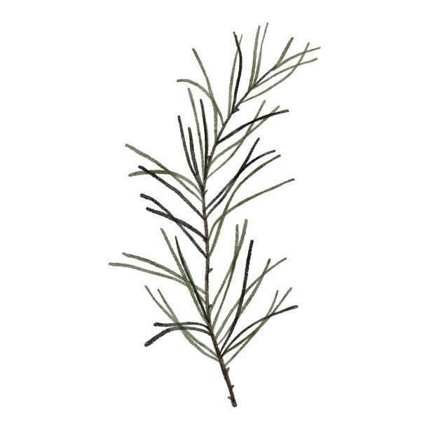 水彩冷杉枝孤立在白色背景。圣诞树上郁郁葱葱的云杉树枝树枝插画图片下载