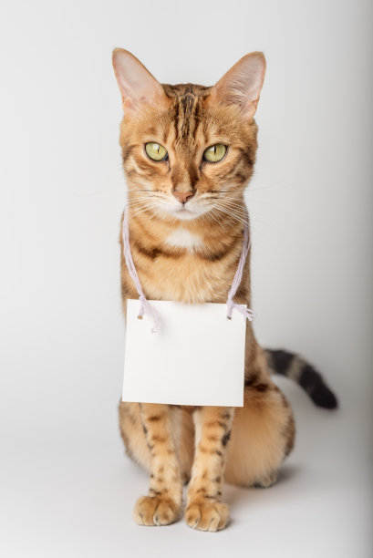一只孟加拉猫的肖像，在白色背景的纸板白色横幅在他的脖子上。图片下载