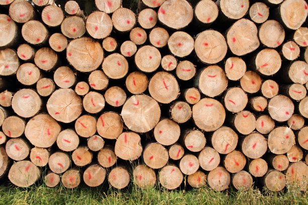 森林里刚砍下的木桩图片下载