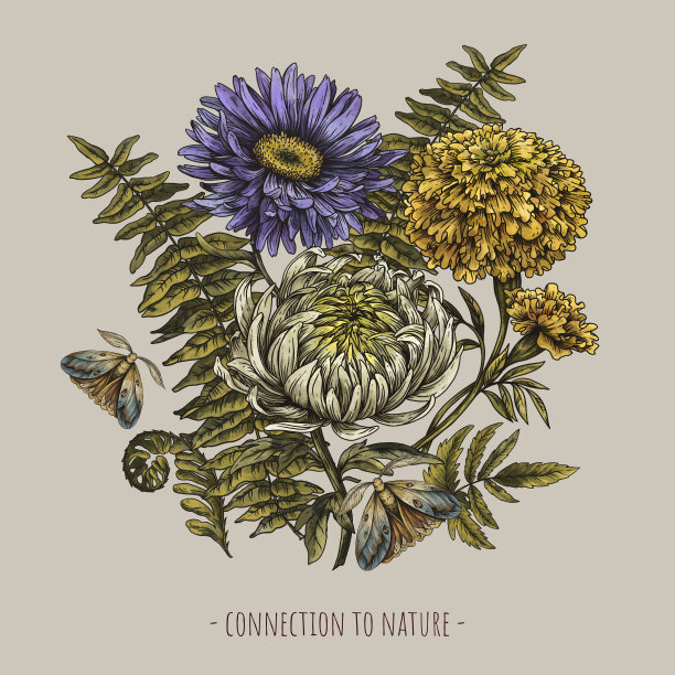 复古秋花，经典植物紫菀，万寿菊，菊花花贺卡图片下载