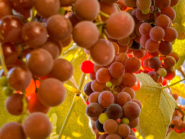 即将采摘的葡萄图片下载