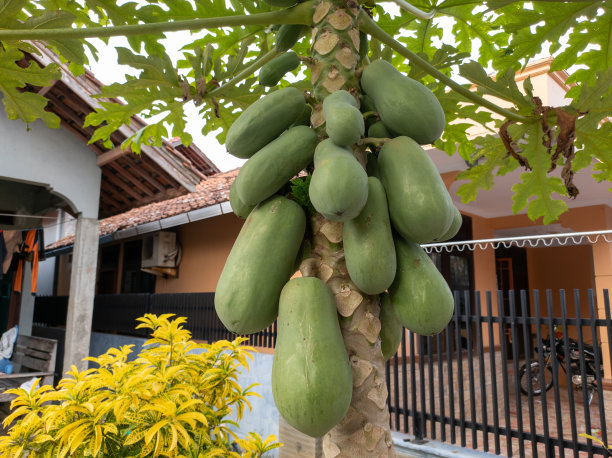 年轻的木瓜水果图片下载