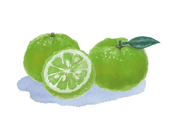 用水彩绘制的绿色橙红色插图图片下载