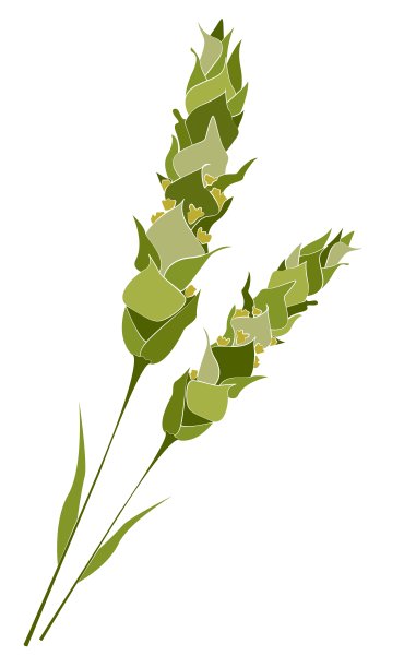 草本植物，白色背景的壁画绿色草本植物图片下载