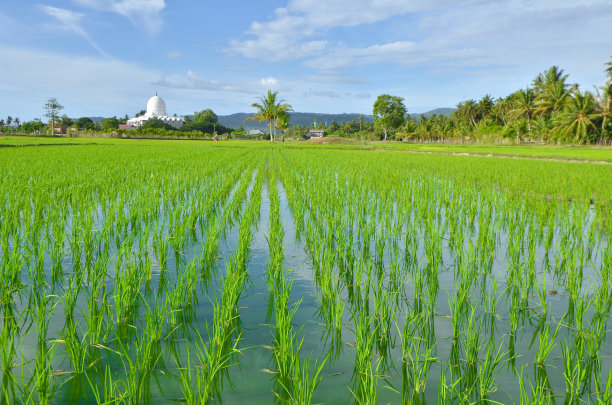 美丽的农场与蓝天图片下载