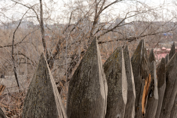 老木头的尖头竖立在高高的灌木丛旁，像一道篱笆。图片下载