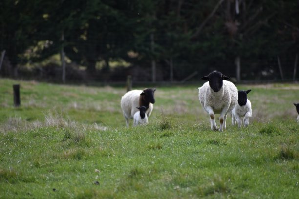在围场/田地/农场的羊图片下载