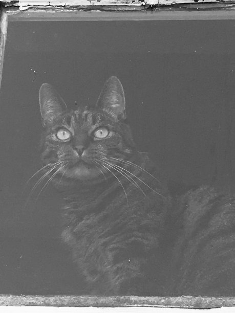 猫凝视图片下载