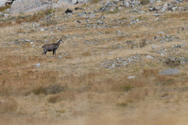 野生高山岩羚羊(Rupicapra)图片下载