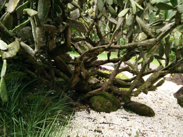 根出现图片下载