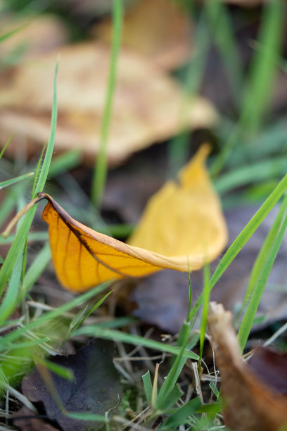 东京赤坂的绿色公共花园的印象图片下载