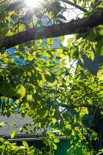 东京赤坂的绿色公共花园的印象图片下载