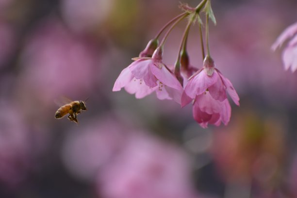 蜜蜂飞向粉红色的花朵图片下载