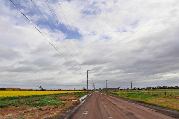 雨后的土路穿过油菜田图片下载