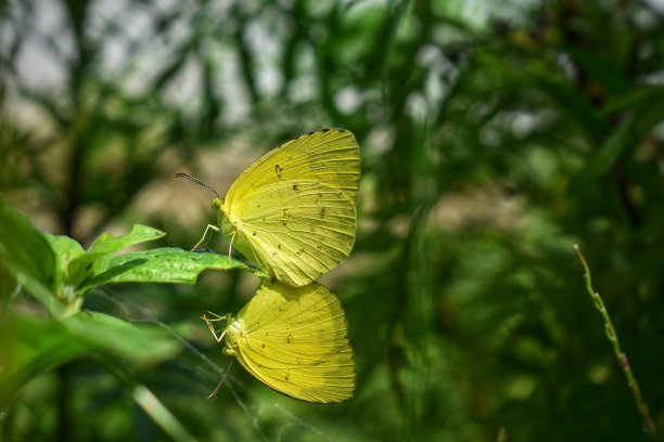 新的生活方式。蝴蝶交配的特写图片图片下载