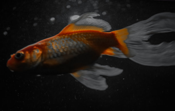 金鱼在水族馆图片下载