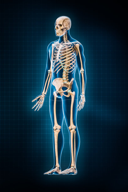 人体骨骼系统3D效果图。四分之三的正面或正面的完整骨骼与男性身体轮廓在蓝色背景。解剖学，骨学，医学，科学，生物学概念。图片下载