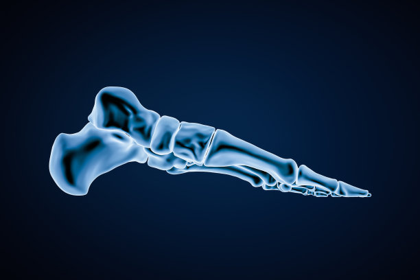内侧或侧面内部视图准确的人类左脚骨骼分离在蓝色背景3D渲染插图。解剖学，骨学，骨科概念。图片下载