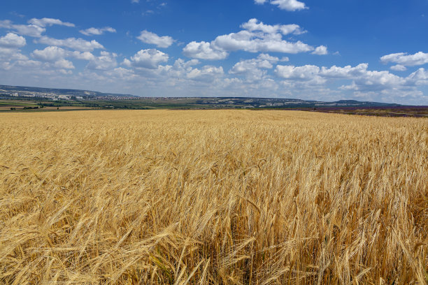 全景的麦田和蓝天在云的背景下。图片下载