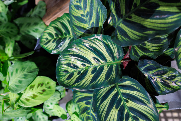 孔雀的植物图片下载