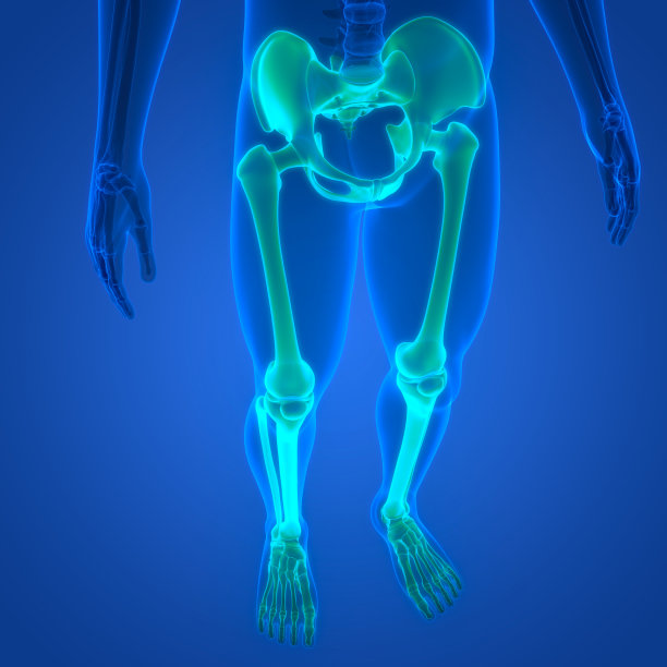 人体骨骼系统下肢骨关节解剖学图片下载