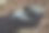 一只成年山地大猩猩的手放在地上的特写图片下载
