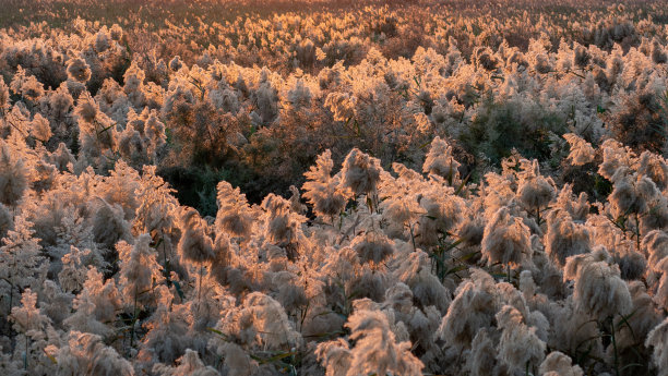 卡塔尔阿布纳克拉池塘的蒲苇图片下载