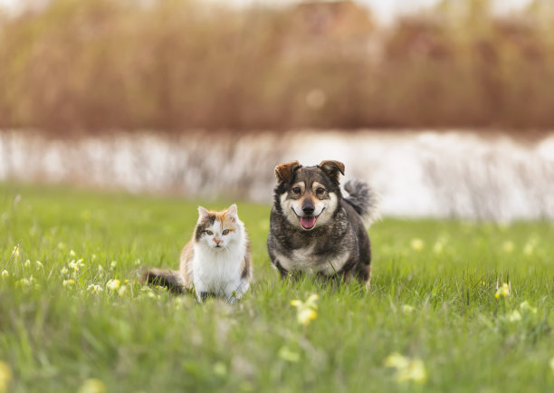一只狗和一只毛绒绒的猫在春天阳光明媚的草地上散步图片下载