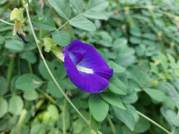 蝴蝶豌豆草本植物，以天然绿叶为背景，布局新颖，平铺。图片下载