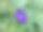 蝴蝶豌豆草本植物，以天然绿叶为背景，布局新颖，平铺。图片下载