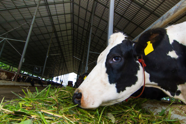 自由畜牧棚中奶牛的饲养图片下载