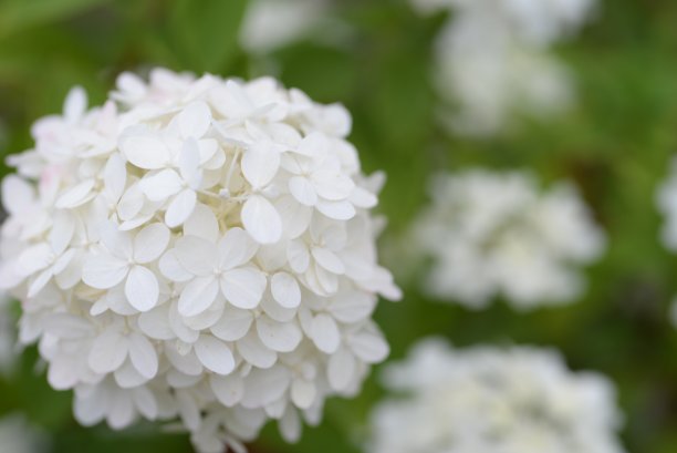 白色绣球花，一束绣球花特写在绿色背景，花的质感，渐变绣球，乌克兰灌木绣球花图片下载