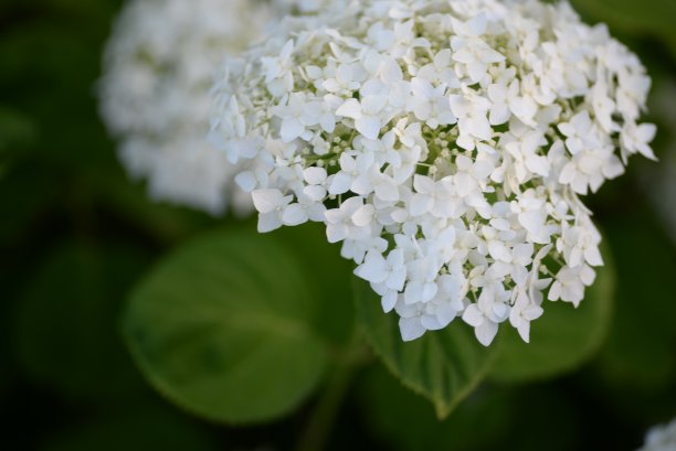 白色绣球花，一束绣球花特写在绿色背景，花的质感，渐变绣球，乌克兰灌木绣球花图片下载